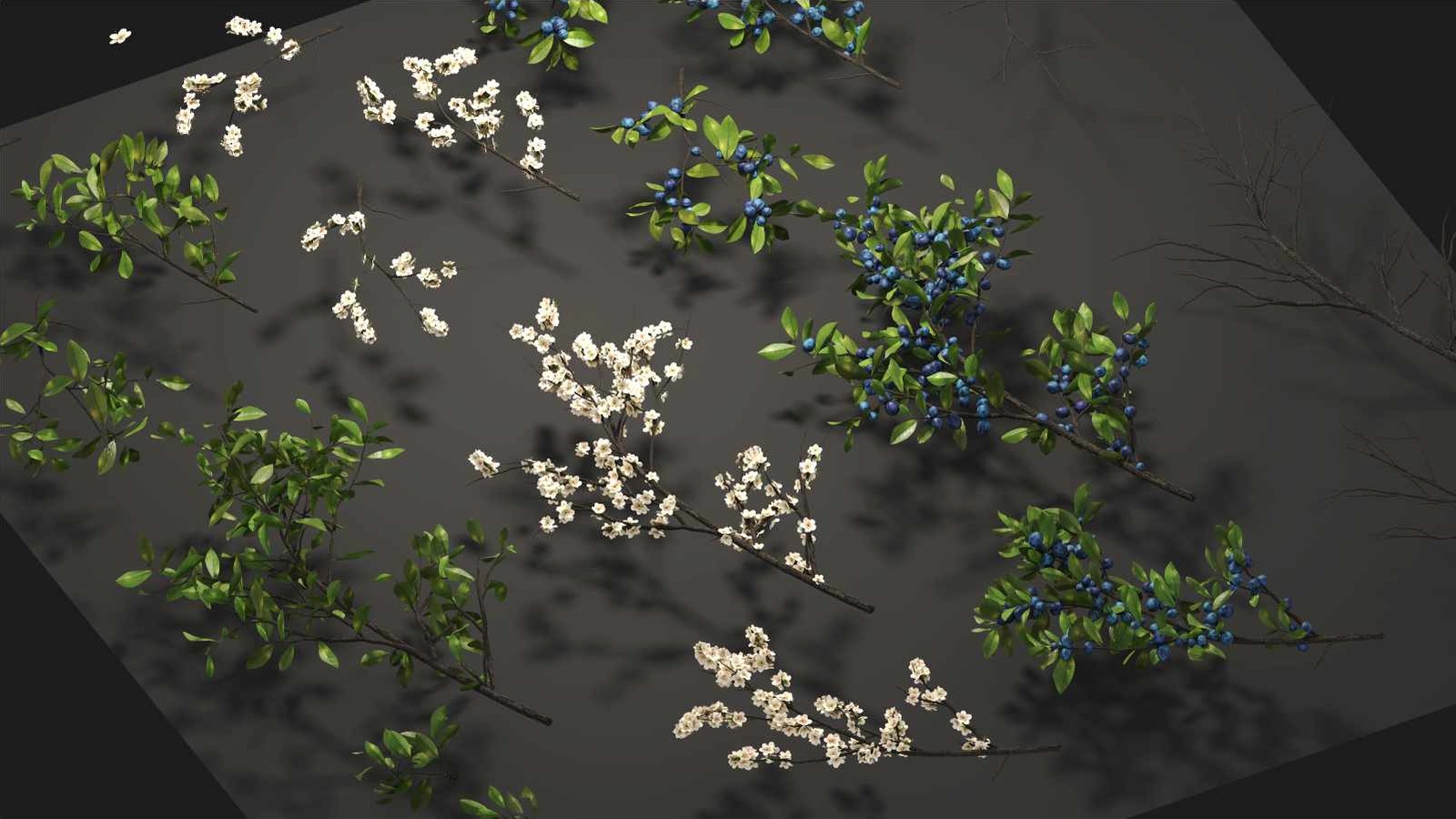 Blackthorn branch cards: bare twigs, white blossom on bare twigs, branches in leaf, and branches loaded with blue-black sloes