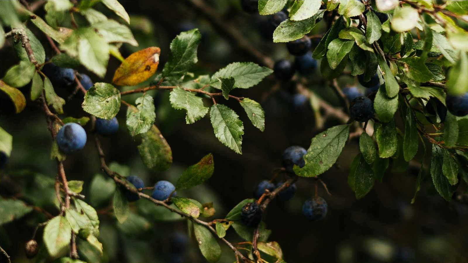 Blue-black sloes among green leaves on a blackthorn branch