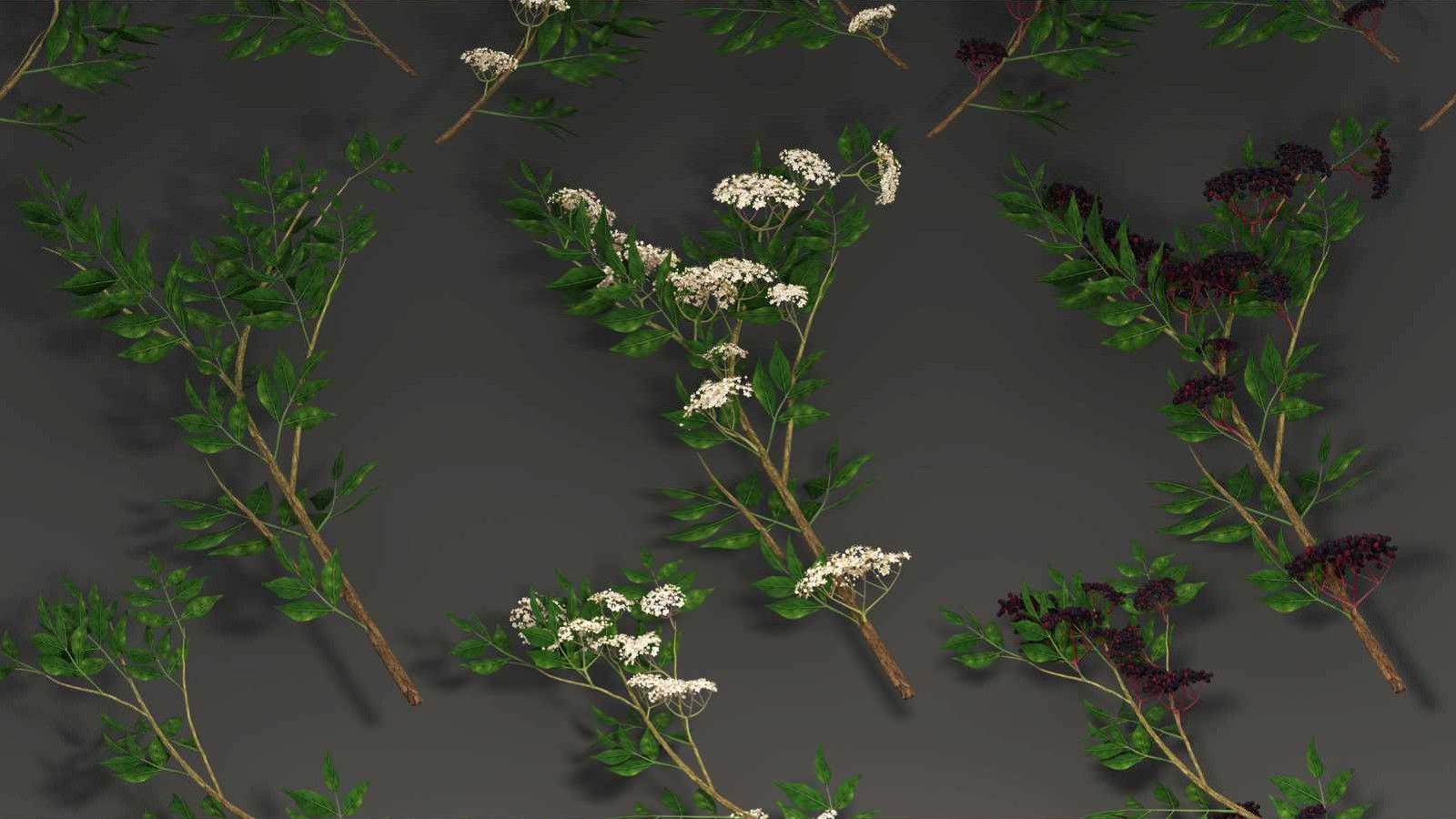 Elder branch cards in leaf, in flower and in berry, laid out on a grey backdrop