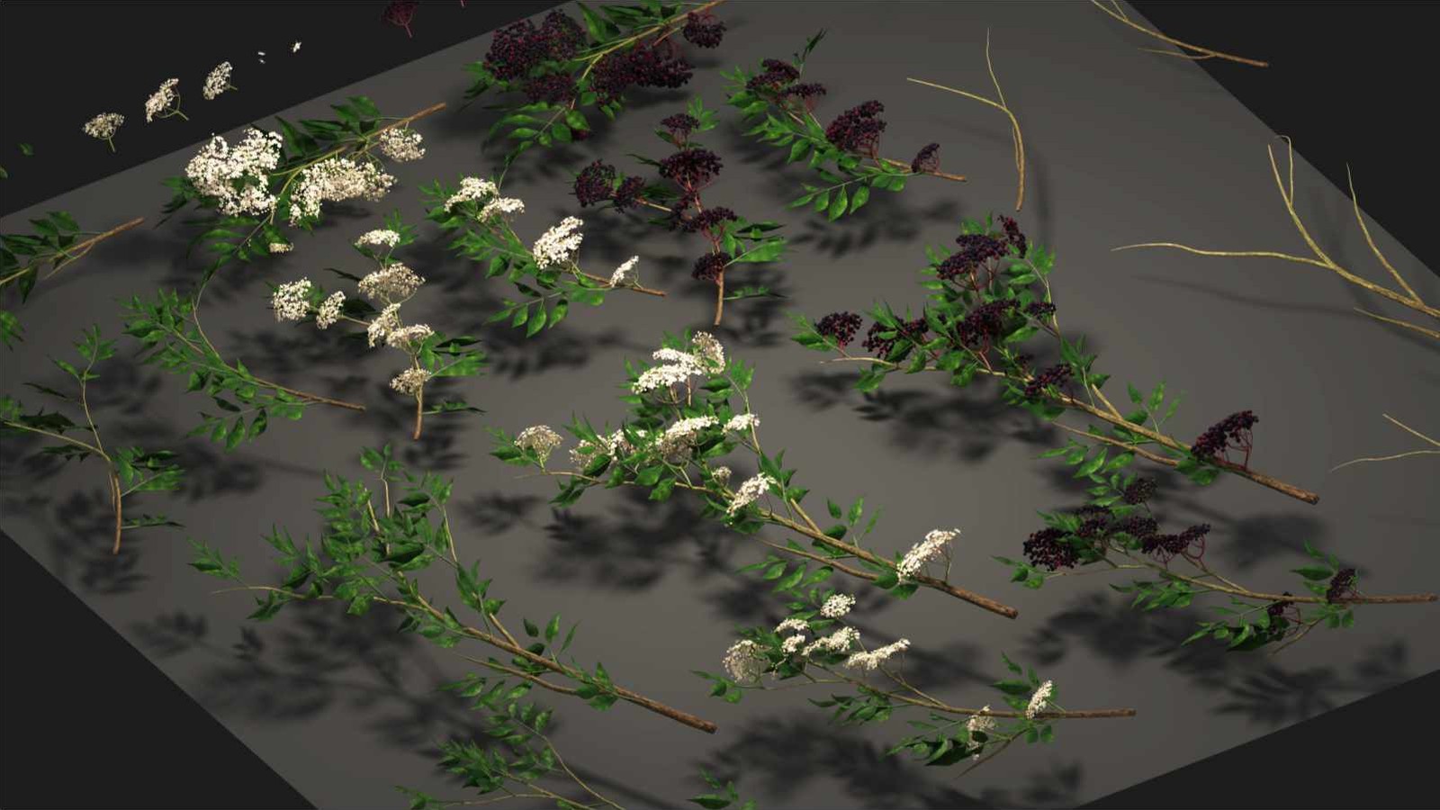 Elder branch cards in leaf, in flower with flat white umbels, and in berry with dark clusters on red stalks