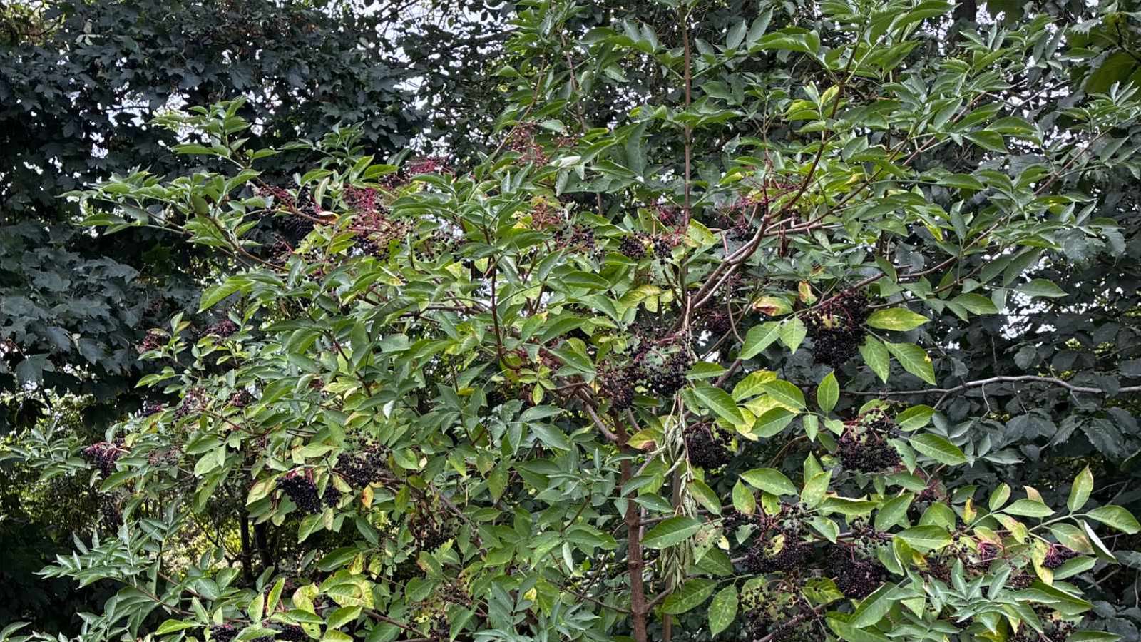 An elder in full fruit in a local hedgerow, dark berry clusters hanging on red stalks