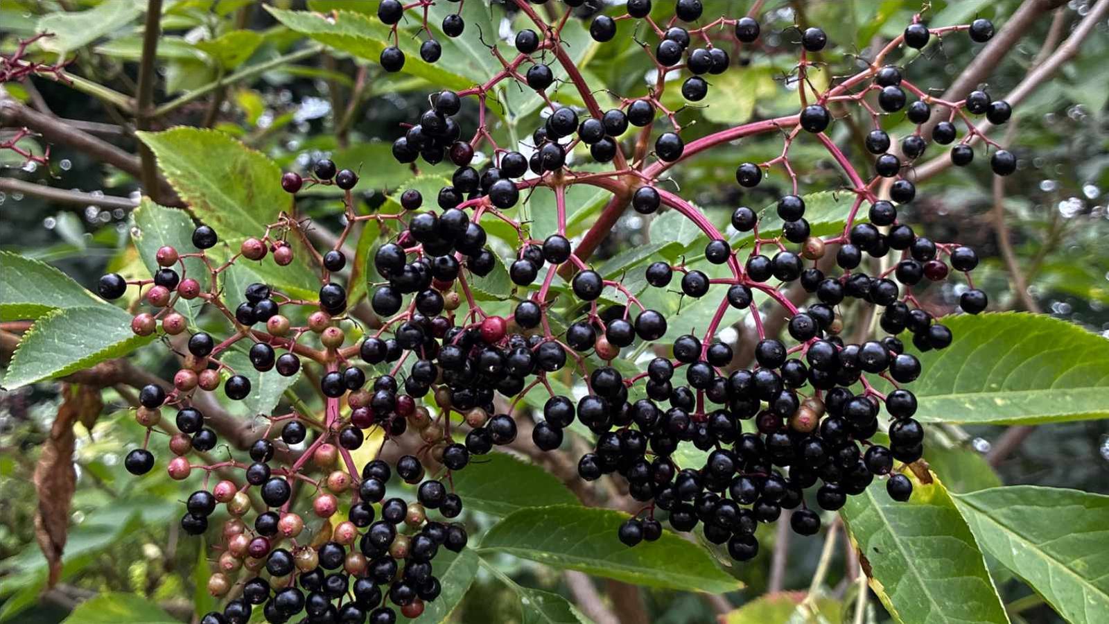 Close up of ripe elderberry clusters on red stalks, with a few berries still unripe