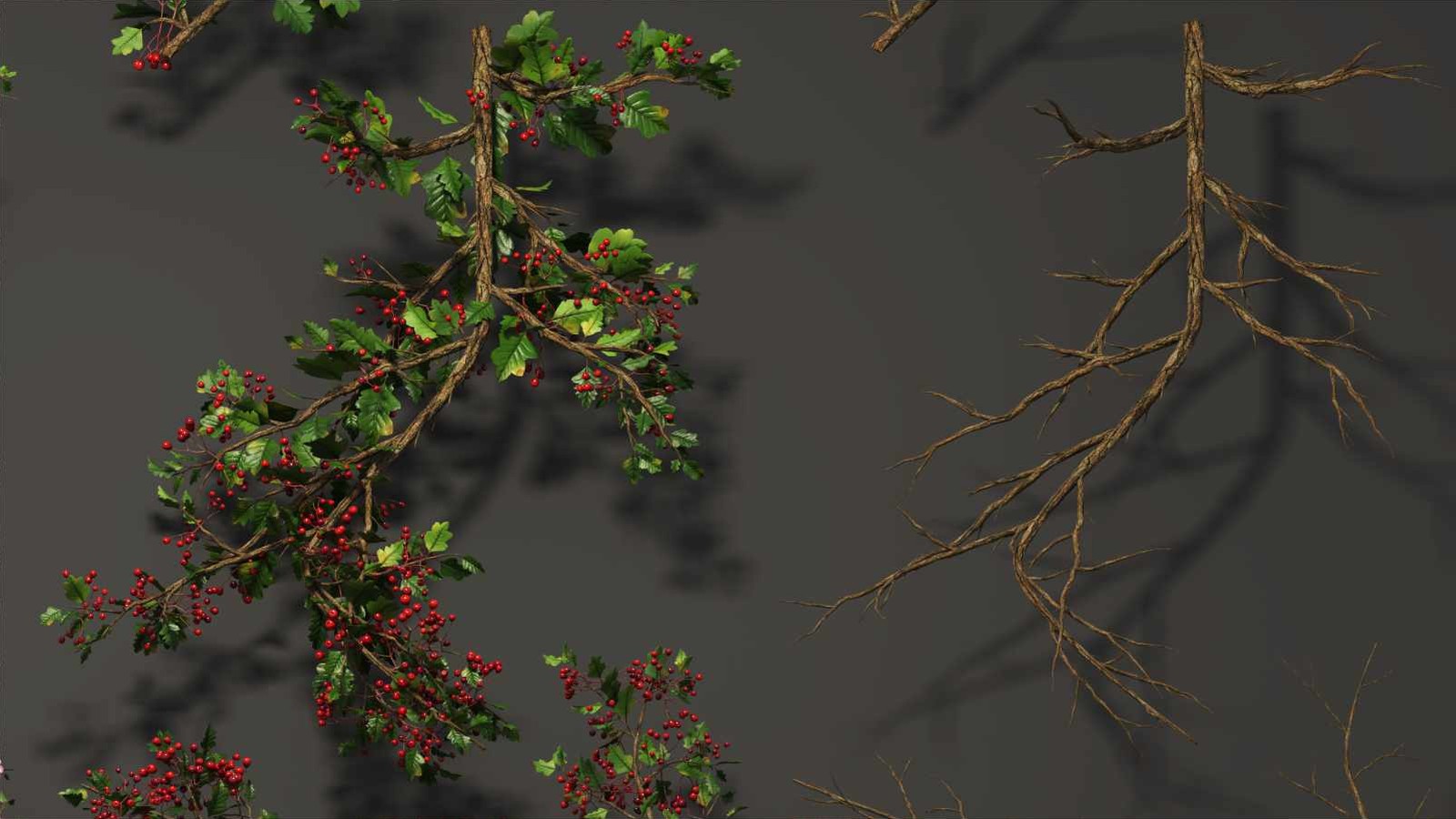 A fruiting hawthorn branch next to the same kind of branch stripped bare, showing the dense fine twig structure