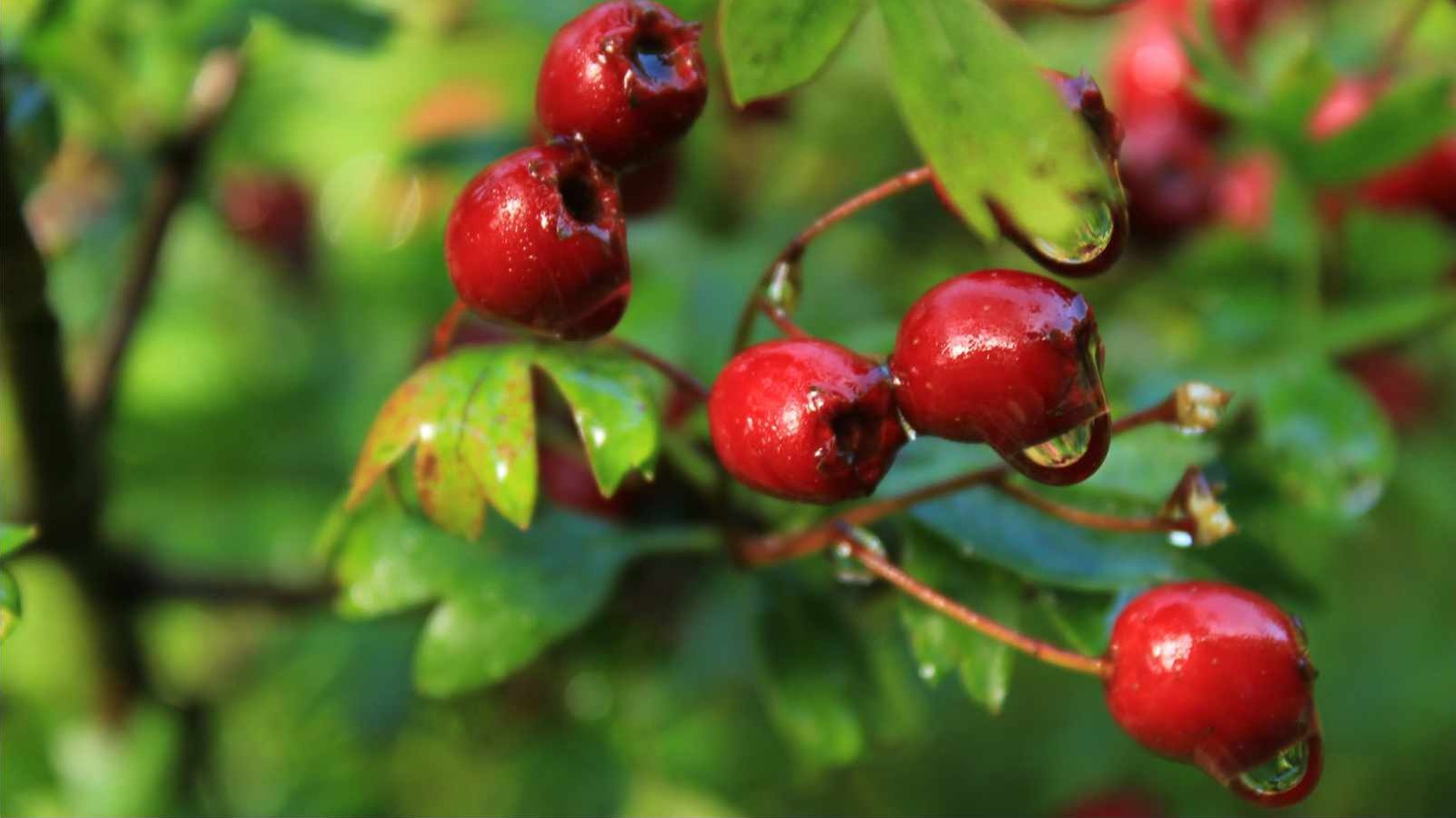 Glossy red haws hanging from a hawthorn twig after rain