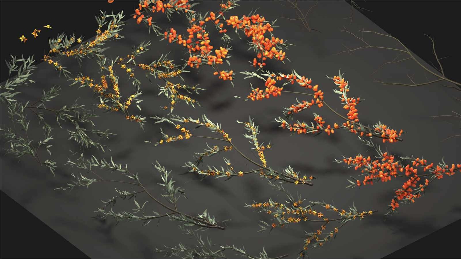 Sea buckthorn branch cards: narrow silvery leaves, small yellow flowers, and dense orange berries packed along the stems