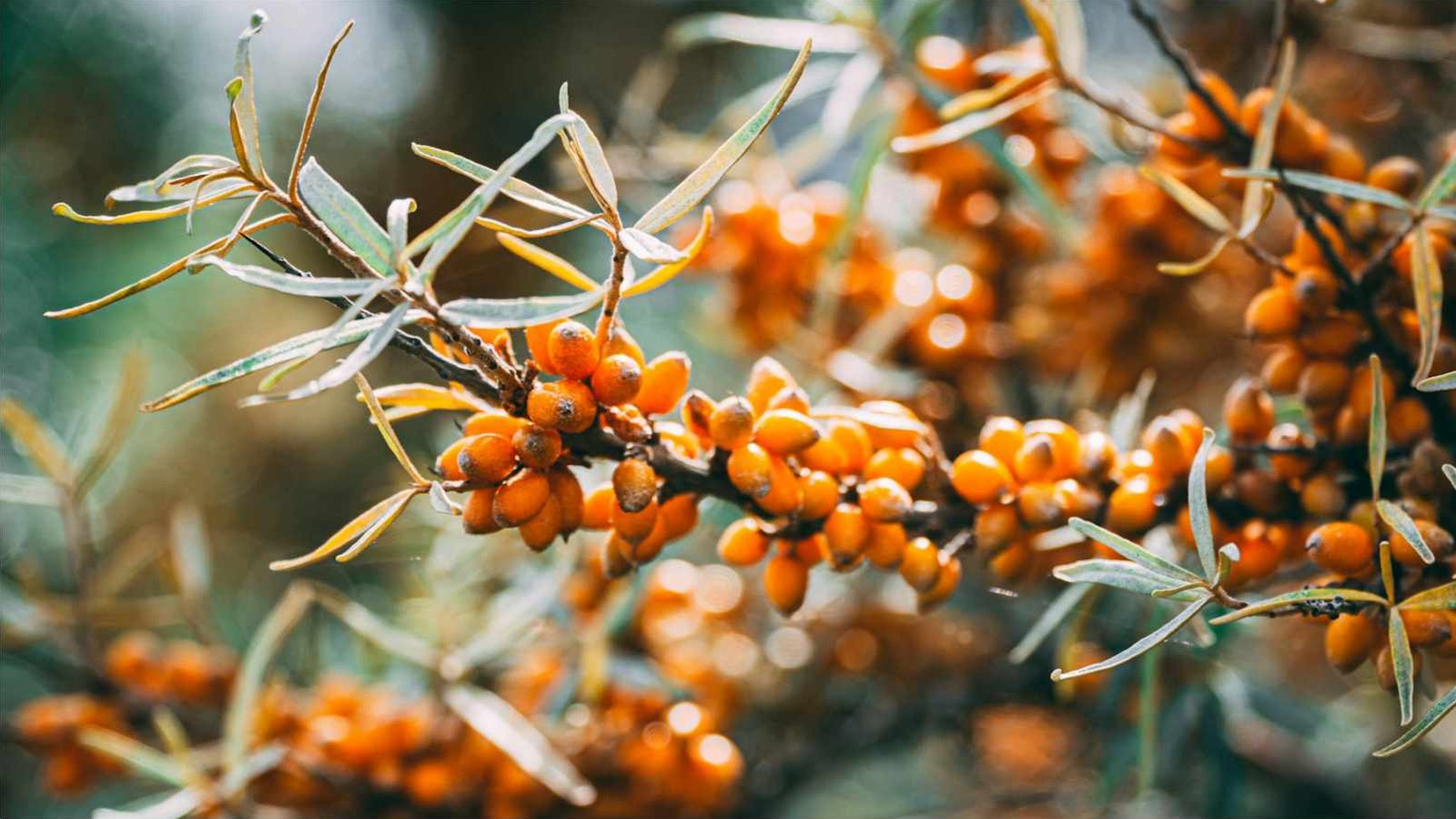 Orange sea buckthorn berries clustered tight along a branch with narrow silver green leaves